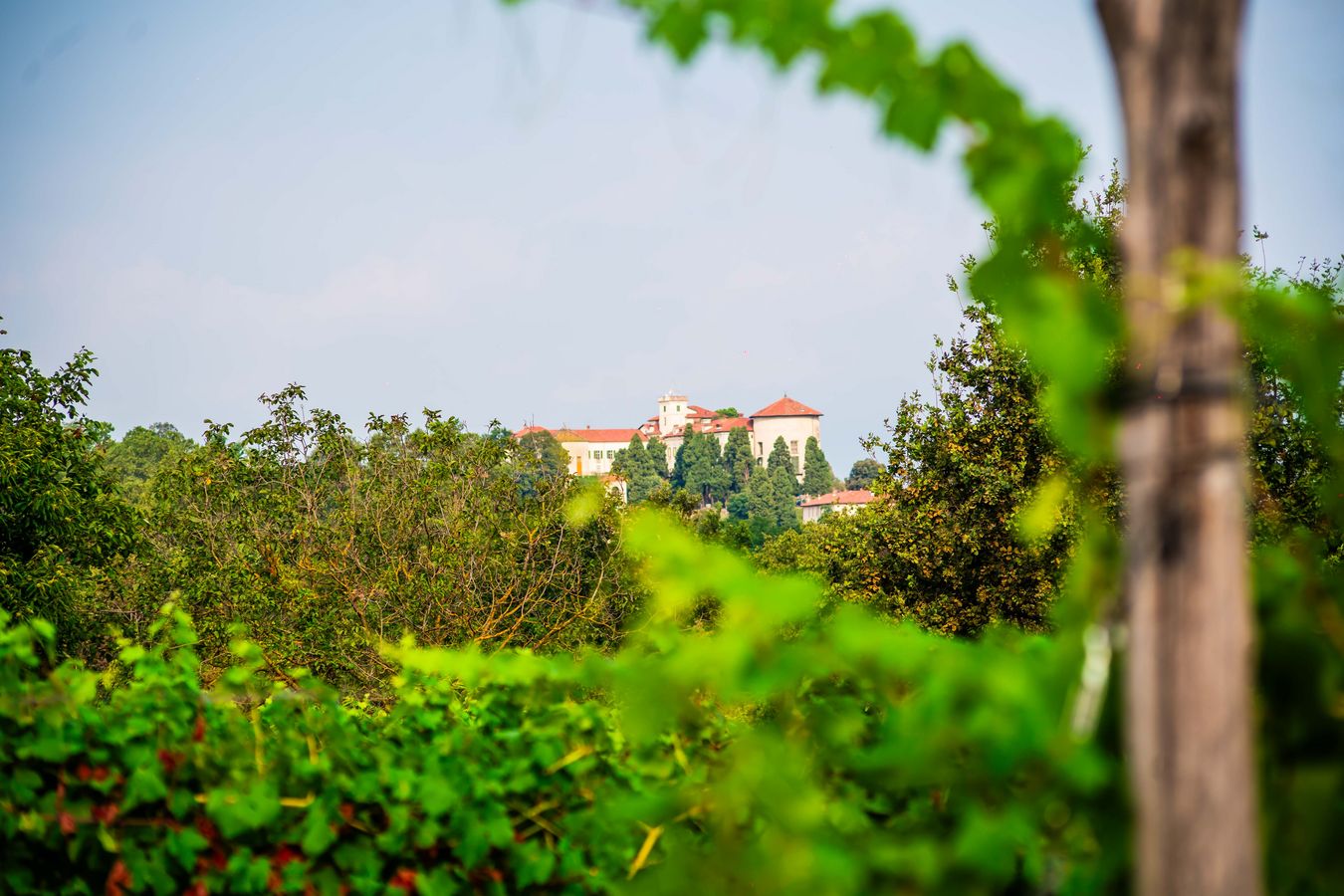 Vista panoramica dei vigneti con un edificio storici sullo sfondo, immerso tra la vegetazione del Canavese.